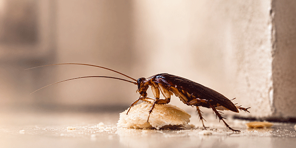 Services Cucaracha, una de las plagas que controla SERVINSA