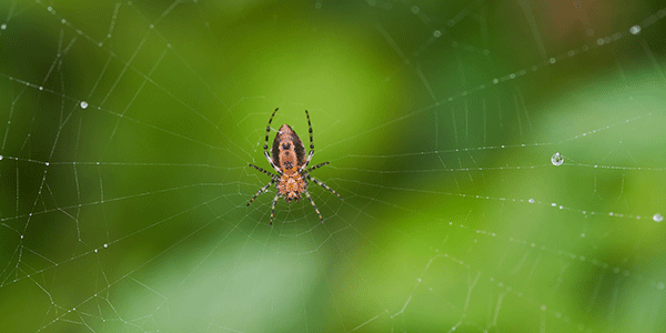 Services Araña, una de las plagas que controla SERVINSA